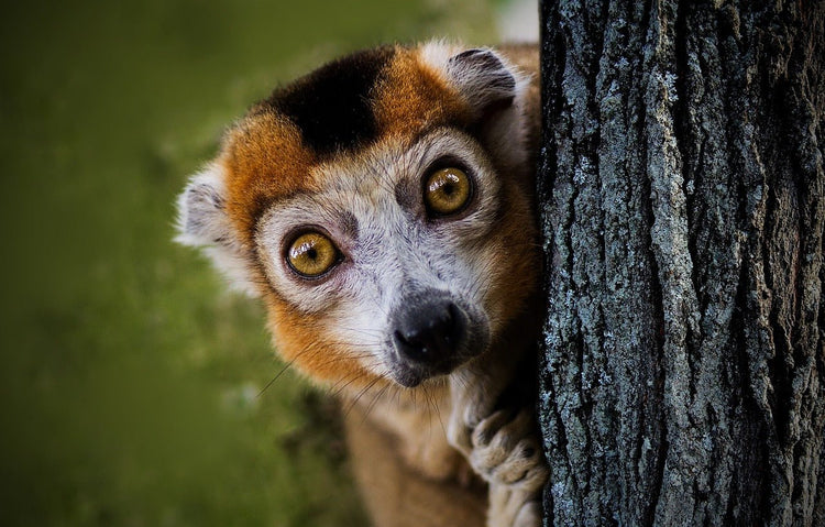 wide eyed lemur looking around a tree